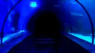 🐳 Kiev oceanarium