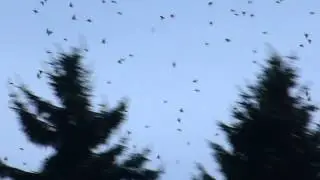 CHAFFINCHES  MIGRATING   IN BELGIUM  ^^