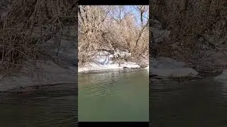 Утки сёрфят на течении