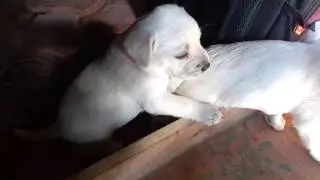 1 month old labrador puppies