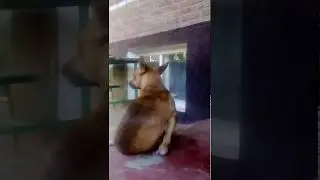 СОБАКА  ИЗВРАЩЕНЕЦ-ОНАНИСТ,ЖЕСТЬ. dog pervert onanist tin