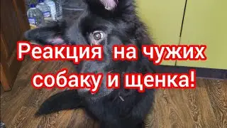 Реакция на чужих! A dog's reaction to a stranger!