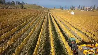St Hubertus & Oak Bay Estate Winery harvest