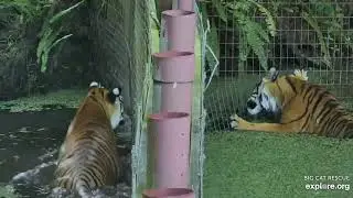 Making sure Jamie and Victor has work to do. Please read description. Dutchess and Priya tigers  BCR