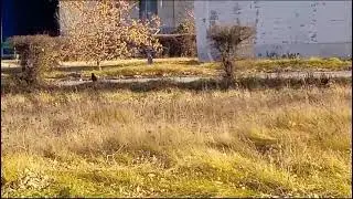 Наблюдение за вороньём