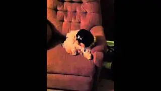 Dog attacked by Nerf gun