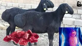Жылкы етінің пайдасы