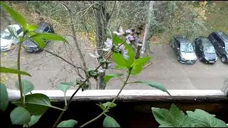 На улице сильный ветер с утра, а на балконе цветёт базилик и разрастается смородина! (04.10.2023.)