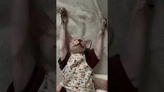 #shorts#cat#catlover