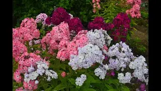 Мечтательные флоксы в ландшафтном дизайне