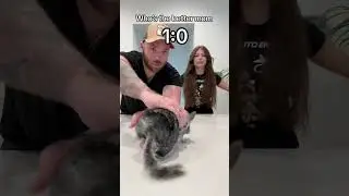 My first chinchilla ever BETRAYED ME