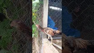 សែនឡុន