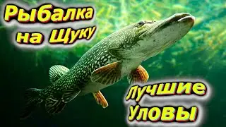Мои лучшие рыбалки на щуку