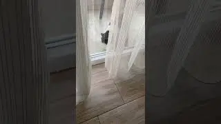 Приручаем кошку. День 10. Часть 2.