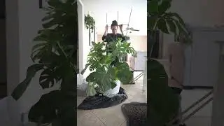 Repotting my huge monstera! 
