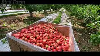 Apple look amazing|new Zealand