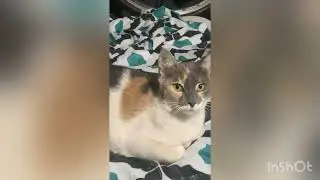Cute cat say hi to everyone mochi