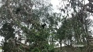 Black Cockatoos - A mother, father, and their baby 🪶