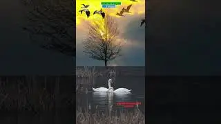 Гугуша#short#shortvideoyoutube#имена#любовь#shorttomriko#tomriko#gladkova19462164