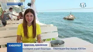 Крымские устрицы