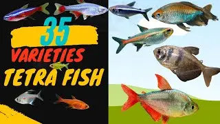 35 Varieties of Tetra fish