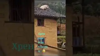 хрен вам а не холодец!