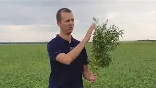 Сорт нута Волжанин  -  краткое описание.