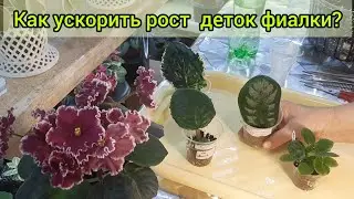 Как ускорить рост детки фиалки? Делюсь своим опытом!