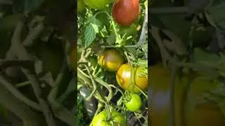 Розовый тюлень