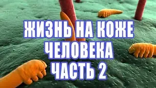 Жизнь на коже человека. Паразитические клещи. Часть 2