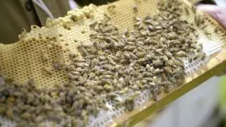 How to Treat Varroa with Essential Oils: Apiguard, Api Life Var, and Thymovar