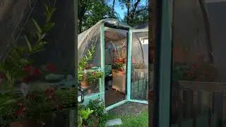 Evening sunlight in the greenhouse and garden.💚