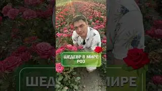 Идеальная роза для участка 😍Название красавицы - Антик 