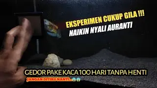 Cara naikin mental ikan channa | bukti 100 HARI
