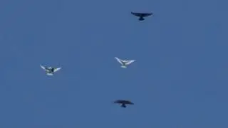 Стая молодых растворилась в небе
