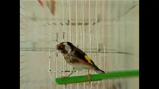 🐤🐤🐤 GOLDFINCH SONG / Щегол - утренняя песня. Goldfinch - morning song