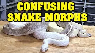 CONFUSING SNAKE MORPHS??  A few hard to identify ball python morphs, and what we do about it!