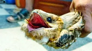 The snake bird has a scary sound/a very strange bird that looks like a snake