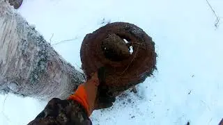 Зимний коп по лесным делянкам
