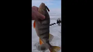 Окунь на раттлин Tsuyoki #shorts