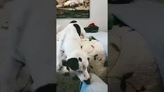 Rile up Puppy