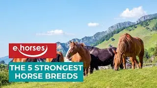 Top 5 Strongest Horse breeds