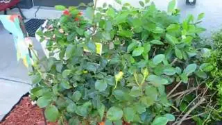 My Garden 3 - April 3-2011