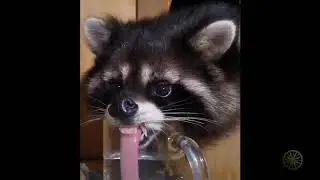 Смешные животные 4 /Funny animals 4