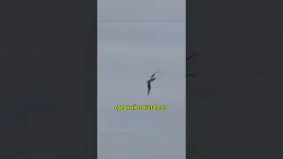 Необычные Факты об Альбатросах: Тайны Морских Кочевников #животные #новости #animals #шортс