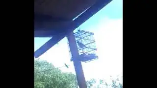 Galo de capinas chamando muito