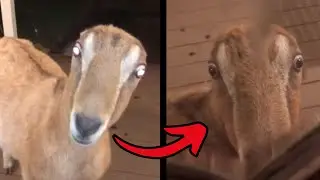 Skinwalkers Caught Pretending To Be Animals