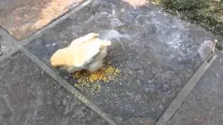 Chicken for lunch.