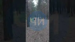 В челнинском парке «Прибрежный» продолжает разгуливать кабан