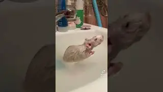 😹